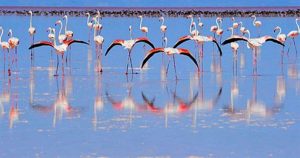 flamingo-izmit